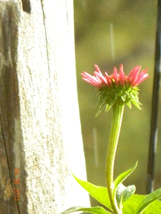 baptismflower